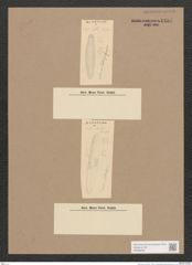 Navicula sp. (de-Toni-Nr.: Genus 1) Zeichnungen Sammlung Grunow Nr. 1487 (NHMW-BOT-W0368503)